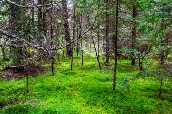 Beau Paysage Avec Une Forêt Arrière Plan — Photo