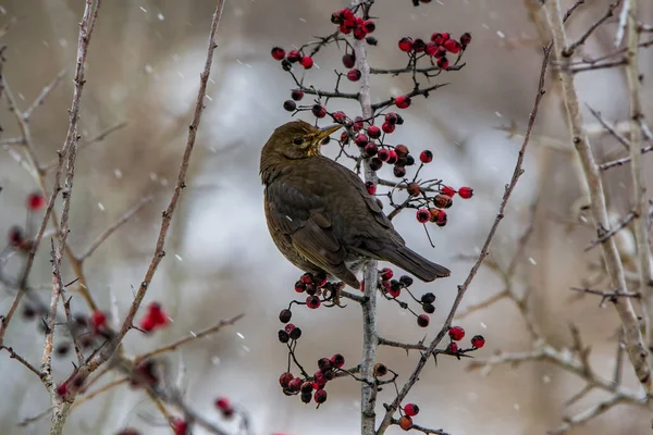 Vue Rapprochée Petit Oiseau — Photo