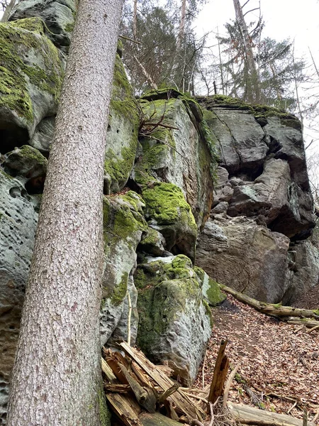 Vertikal Bild Stenmur Med Ett Stort Träd — Stockfoto