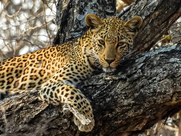 Леопард Зоопарке — стоковое фото