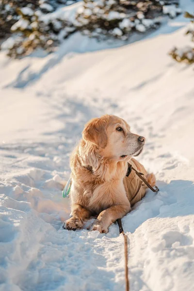雪の中の犬 — ストック写真