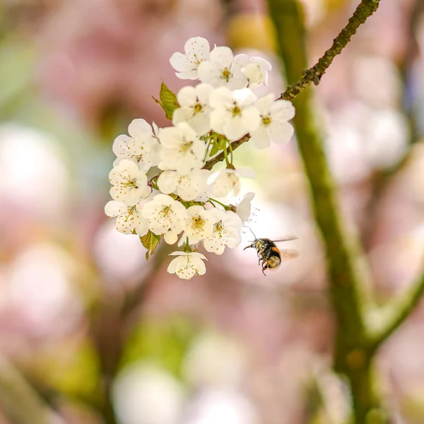 Schöne Sicht Auf Die Outdoor Szene — Stockfoto