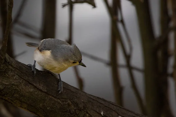 Bir Kuş Ağaç Dalında Oturuyor — Stok fotoğraf