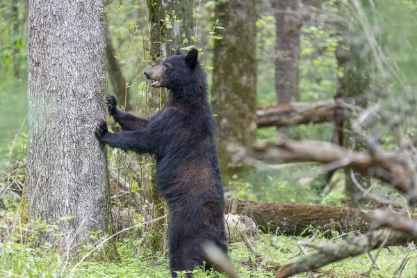 森林里的黑熊 — 图库照片