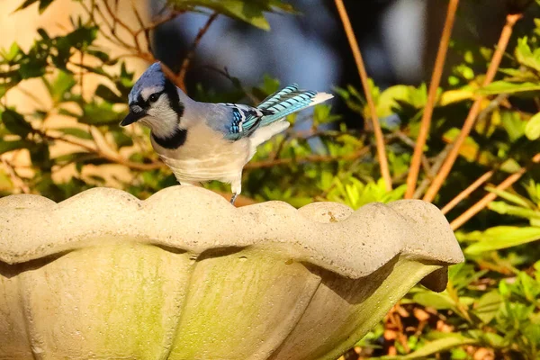 Belle Photo Jeune Oiseau Dans Habitat Naturel — Photo