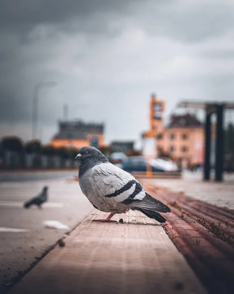 Holub Sedící Lavičce Městě — Stock fotografie