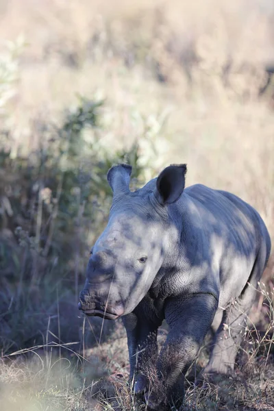 非洲草原上的非洲白犀牛 — 图库照片