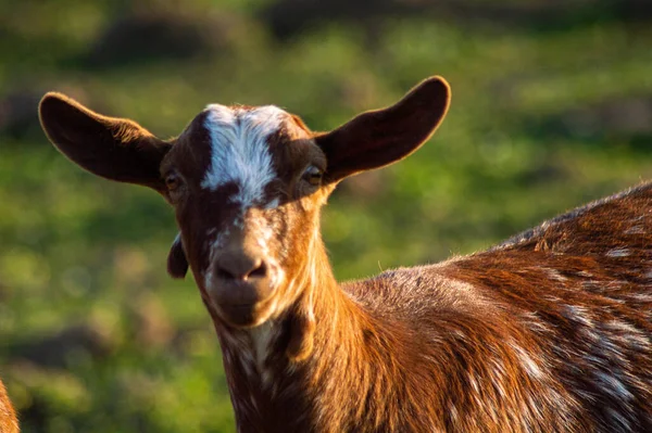Closeup Shot Cute Cow Looking Camera — Stock Photo, Image