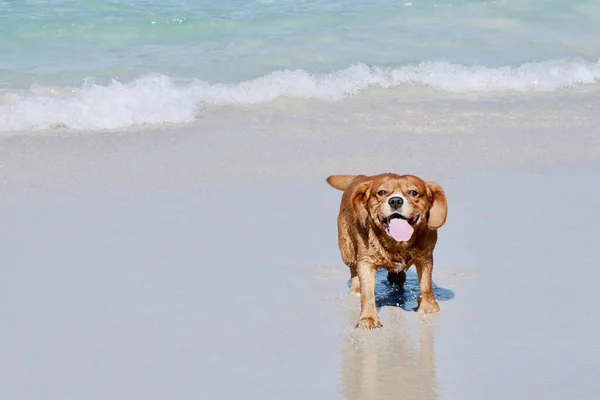 Σκύλος Παίζει Μια Μπάλα Στην Παραλία — Φωτογραφία Αρχείου