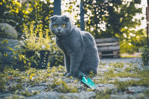 Katt Trädgården — Stockfoto