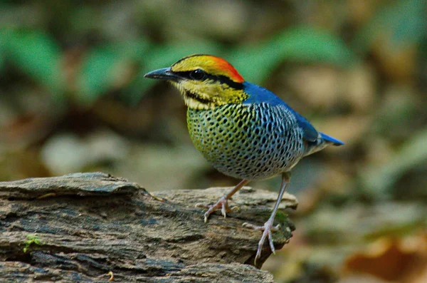 Tiro Perto Pássaro — Fotografia de Stock