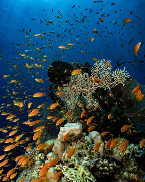 Récif Corallien Dans Mer Rouge — Photo