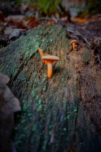 Mushroom Forest — Stock Photo, Image