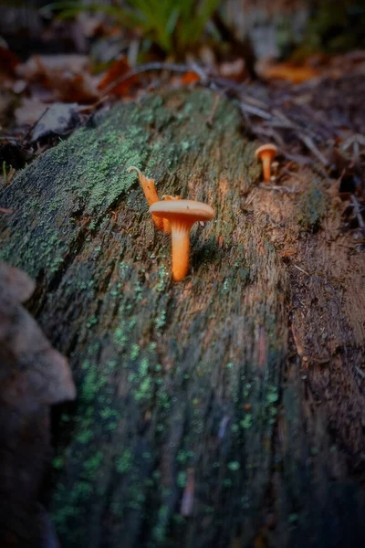 Cogumelo Floresta — Fotografia de Stock