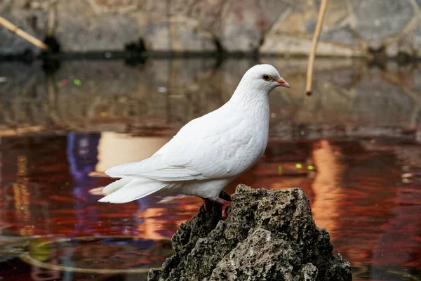 Weiße Taube Sitzt Auf Dem Felsen — Stockfoto