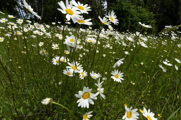 White Daisies Meadow — Stock Photo, Image