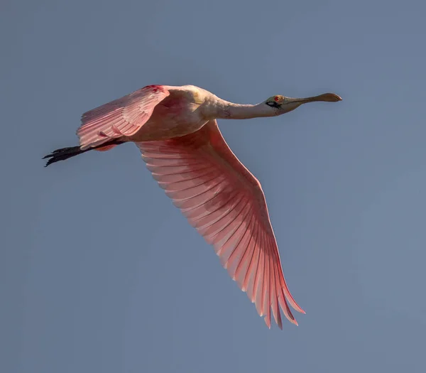 Rózsaszín Flamingó Égen — Stock Fotó