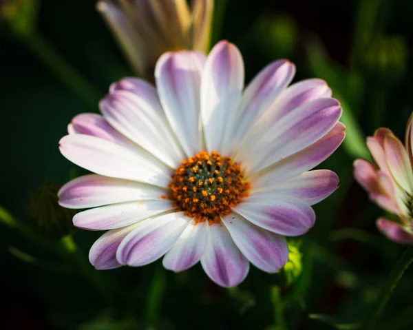 Mooie Bloemen Tuin — Stockfoto