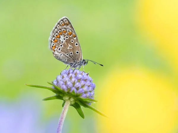 Hermosa Mariposa Una Flor Fondo Naturaleza — Foto de Stock