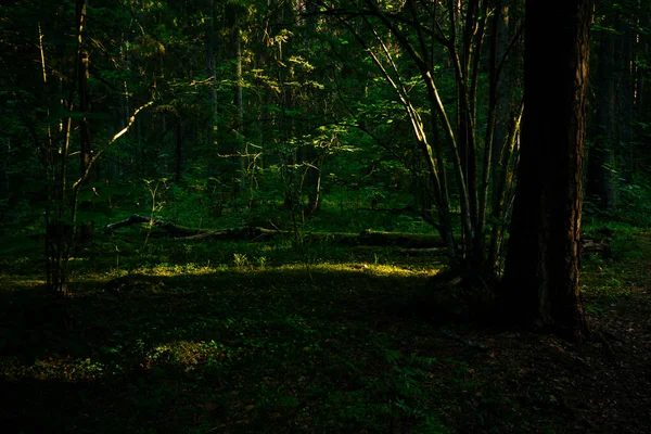 Vacker Skog Morgonen — Stockfoto