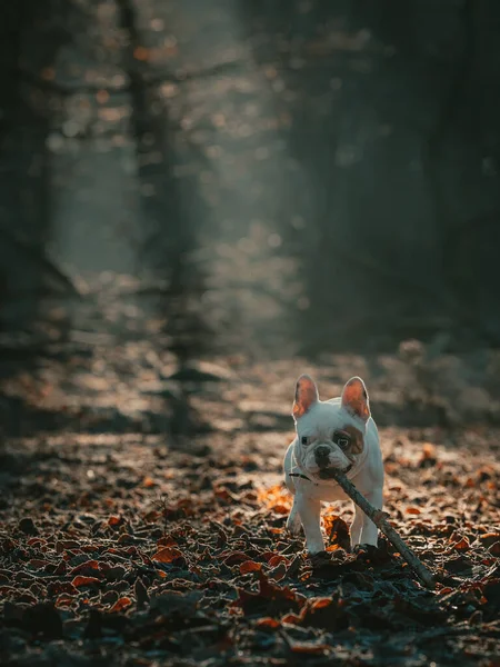 Cane Nella Foresta — Foto Stock
