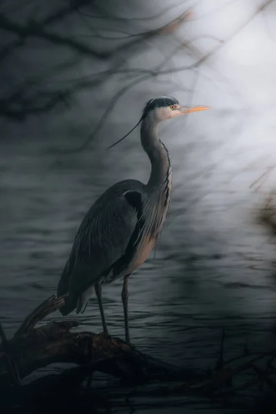 Héron Noir Dans Eau — Photo