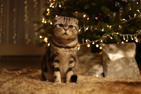 Niedliche Katze Mit Weihnachtsdekoration Auf Dem Hintergrund Der Lichter — Stockfoto