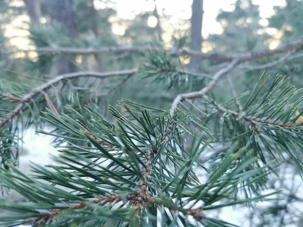 Kiefernzweig Mit Schnee Auf Dem Hintergrund Des Waldes — Stockfoto
