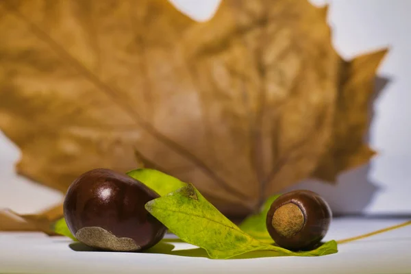 Herfst Bladeren Kastanje Een Witte Achtergrond — Stockfoto