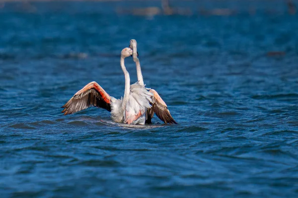 Pelícano Agua — Foto de Stock