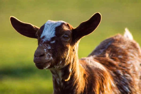 Zbliżenie Ujęcie Uroczej Kozy Zielonym Pastwisku — Zdjęcie stockowe