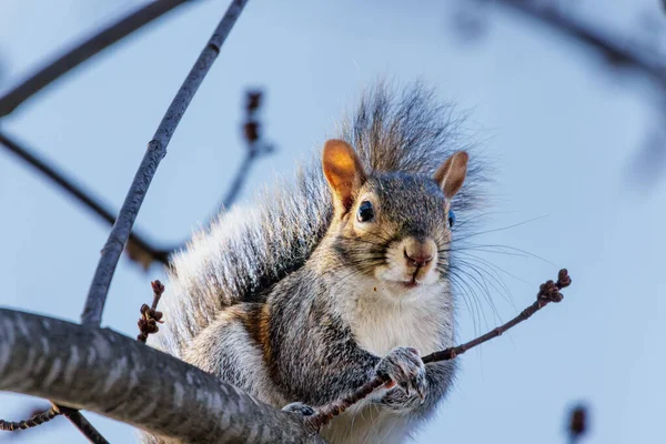 Squirrel Forest Animal Rodent — Stock Photo, Image