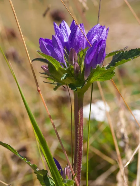 Vacker Blomma Trädgården — Stockfoto