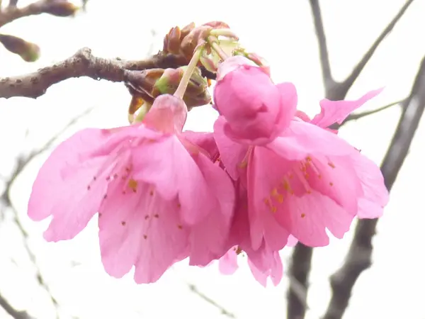 Розовые Цветы Сакуры Ветке — стоковое фото