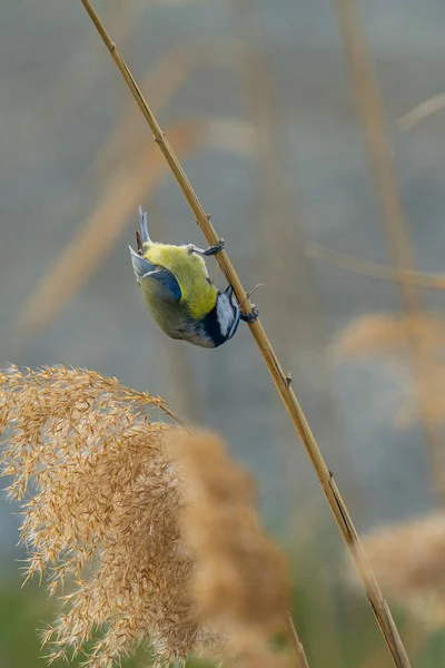 Vogel Auf Einem Ast Eines Baumes — Stockfoto