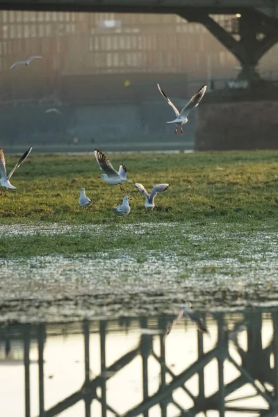 Möwen Fliegen Himmel — Stockfoto