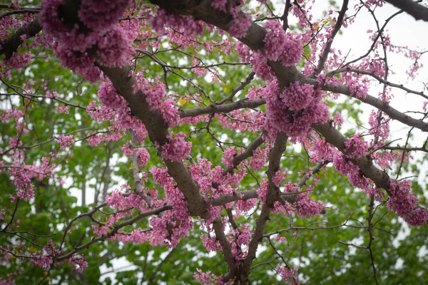 花园里美丽的粉红色花朵 — 图库照片