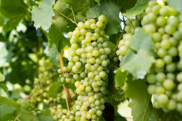 Uvas Verdes Vinha — Fotografia de Stock