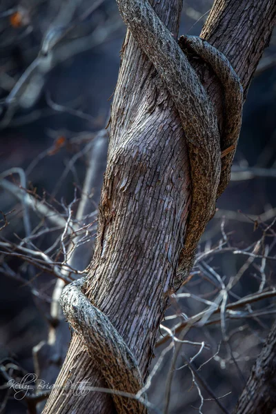 Cerca Madeira Velha Com Uma Corda — Fotografia de Stock