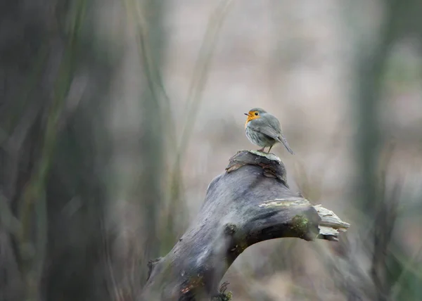 Птица Сидит Ветке Дерева — стоковое фото