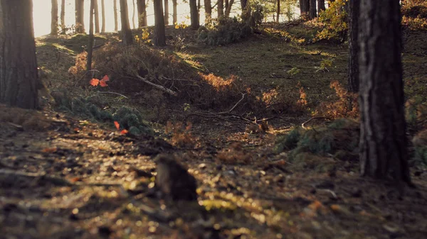 Höst Skog Med Träd Och Blad — Stockfoto