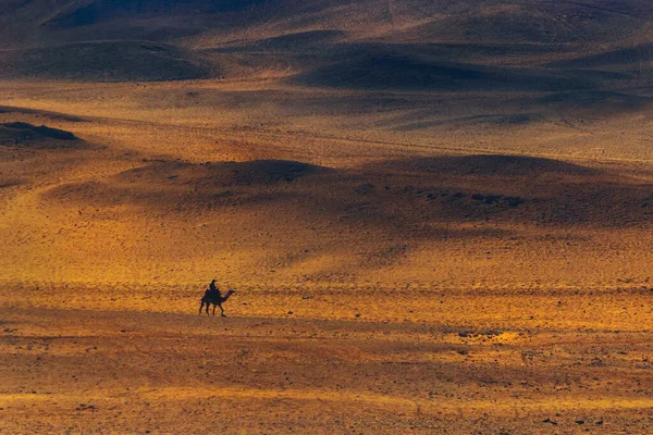 砂漠でのラクダの美しいショット — ストック写真