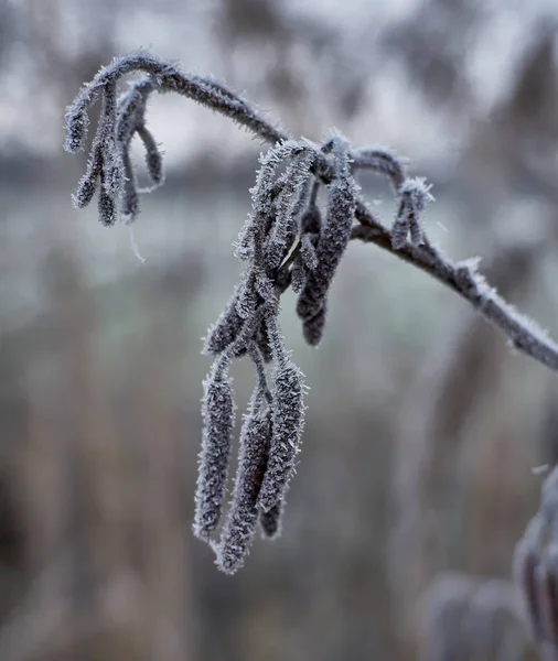 Hermoso Paisaje Invierno Con Nieve — Foto de Stock