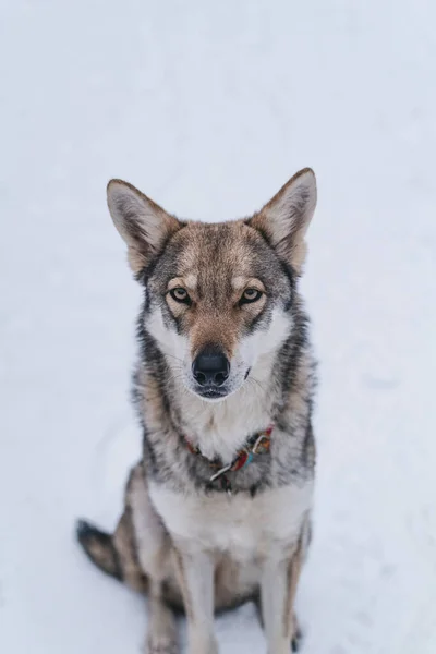 Dog Snow — Stock Photo, Image