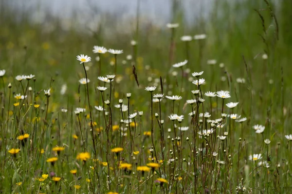 Schöne Blumen Wachsen Garten — Stockfoto