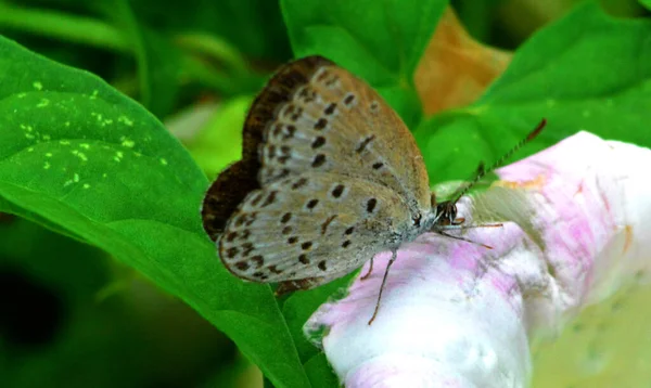 Mariposa Una Flor — Foto de Stock