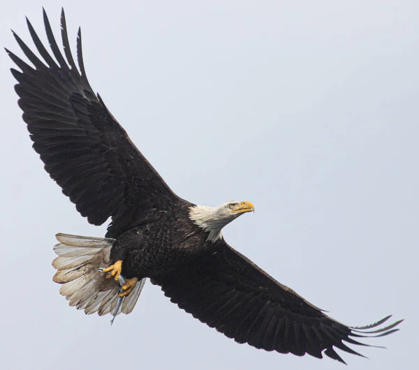 Águila Calva Volando Cielo —  Fotos de Stock