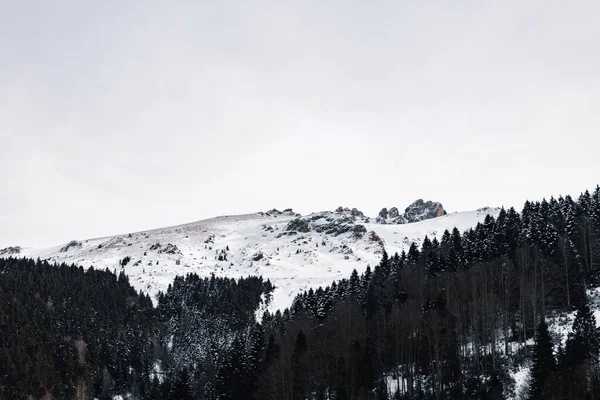 Bela Paisagem Com Árvores Cobertas Neve — Fotografia de Stock