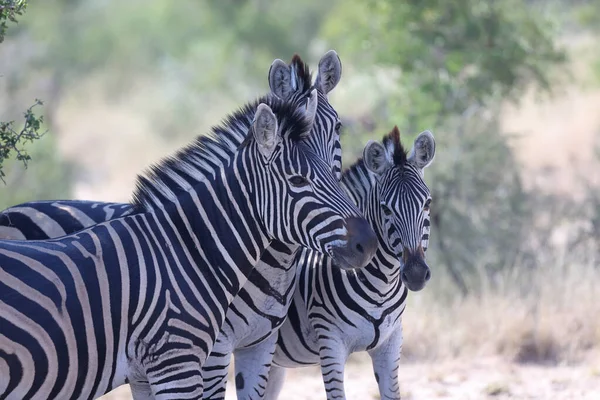 Zebra Savana — Fotografia de Stock