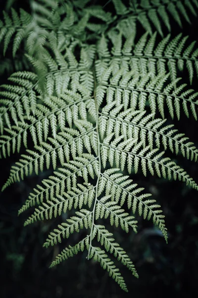 Ormanda Eğreltiotu Yaprakları — Stok fotoğraf